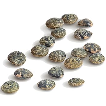 Straight from France Non GMO Certified French Green Lentils, All Natural Bulk Dry Lentils, Rich in Plant Based Protein and Dietary Fibers, Vegan and Vegetarian Friendly, 30 Oz - Straight from France