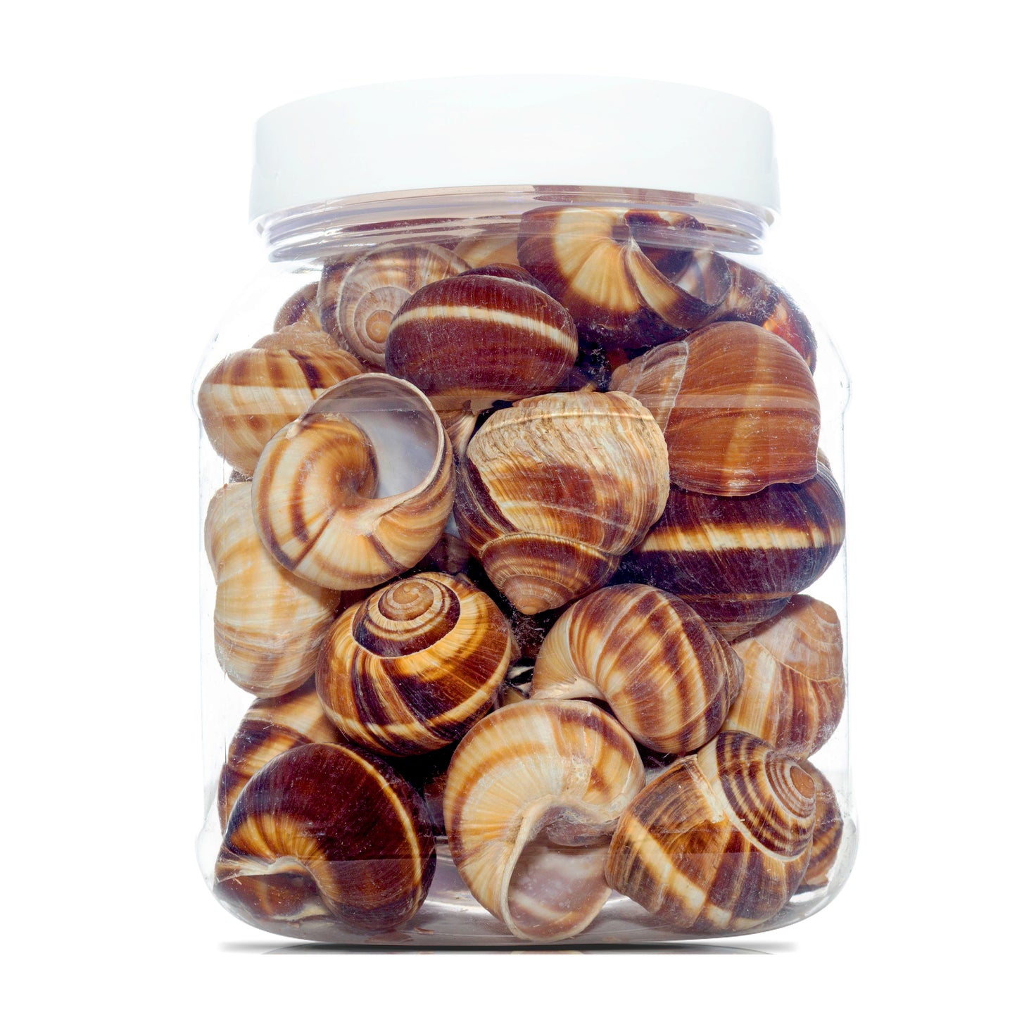 Straight from France Escargot Snail Shells, Bulk Tub, Thoroughly Washed and Ready for Use, 48 Ct (Case of 12)